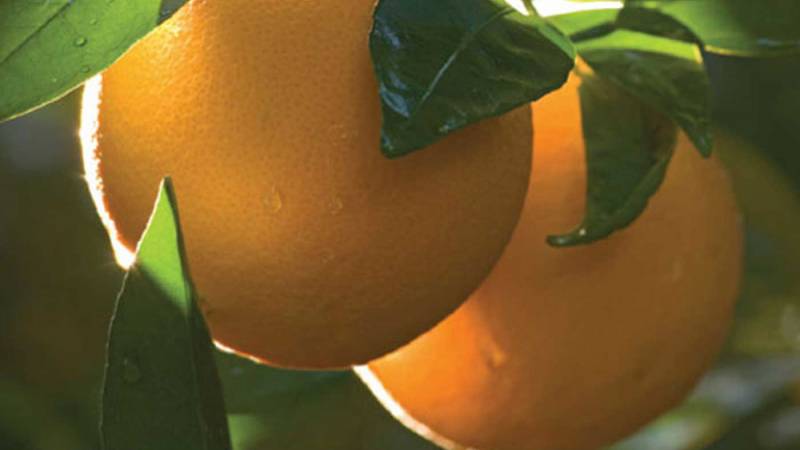 With sunlight behind the orange creating a bright outline, a mirror reflects enough light to bring out the glint of the water droplets.