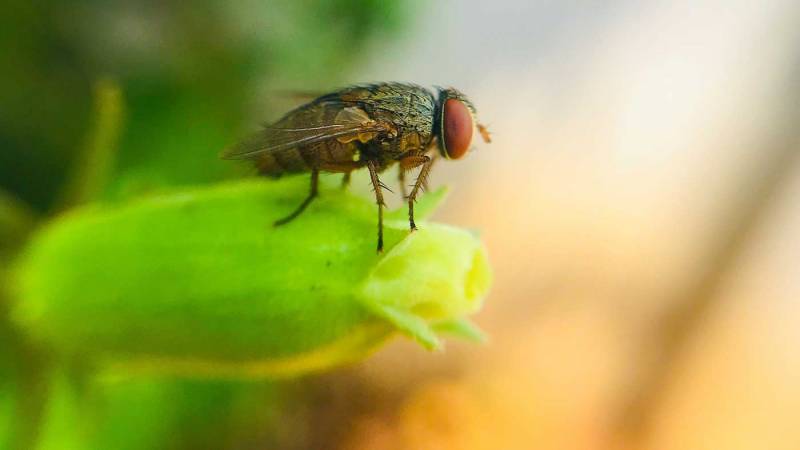 6-reasons-to-get-an-extreme-closeup-shot-videomaker