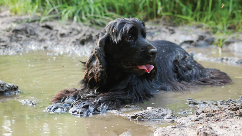 The situation in the Crazy Dog Pet Grooming Video is that a pet owner has a dirty dog. The story happens when that dog goes from dirty to clean.