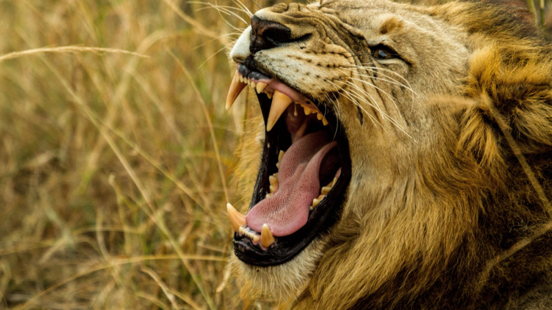 Animal growls that are slowed, pitched down and run through effects
