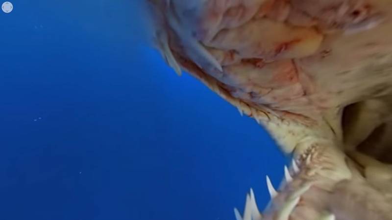 Shot of the inside of a sharks mouth.