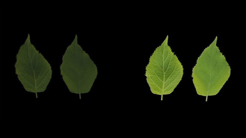 Image of leaves