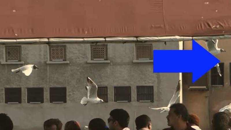 birds flying