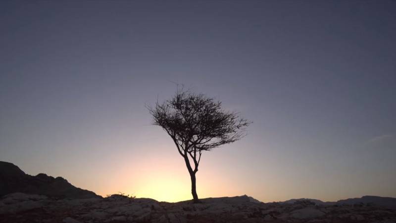 Tree silhouette
