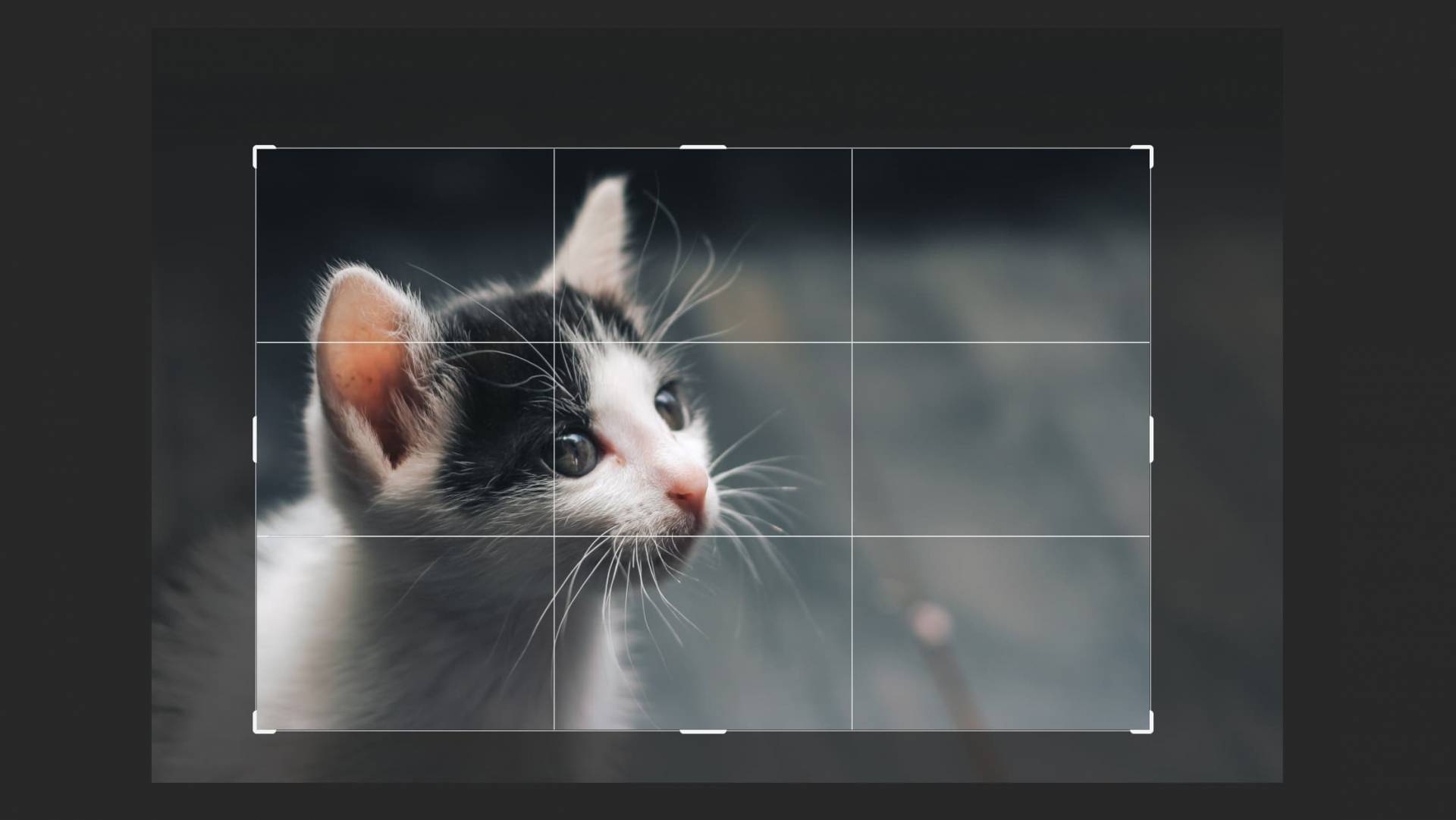 How to crop in Photoshop