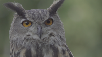 5 Tips for Shooting in Log Profiles 5 Tips for Shooting in Log Profiles